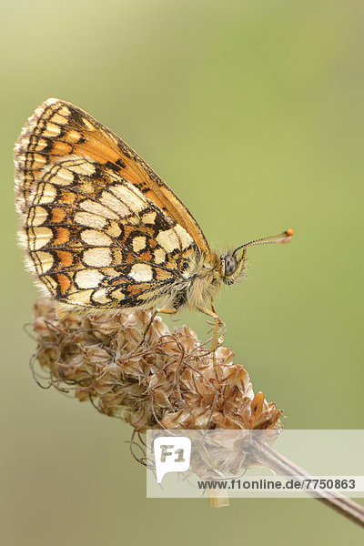 Fritillary butterfly (melitaea spec.)  perched on a wilted flower