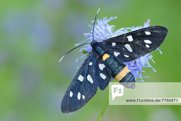 Nine-spotted moth (Amata phegea)  perched on a flower