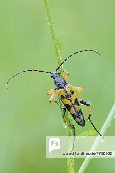 Spotted Longhorn beetle (Rutpela maculata)  on a stem