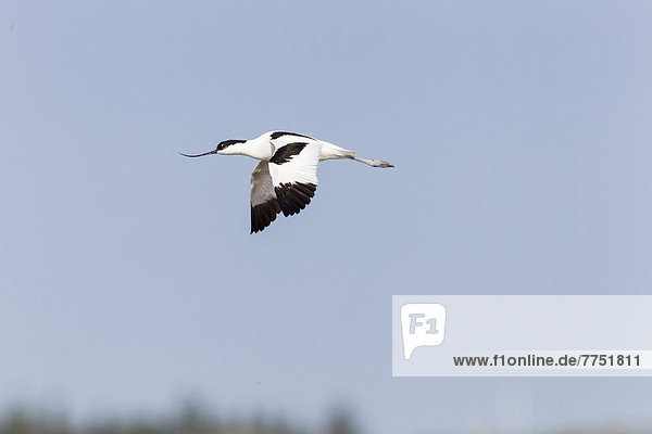 Säbelschnäbler (Recurvirostra avosetta)  im Flug