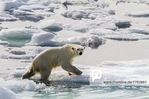 Bär  Eisbär  Ursus maritimus  Eis  Norwegen  Geräusch  Spitzbergen  Erwachsener  Svalbard
