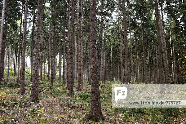 Monokultur aus Fichten (Picea abies)