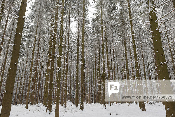 Verschneite Fichten (Picea)  Fichtenwald