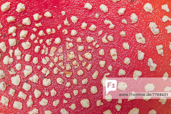 Fliegenpilz (Amanita muscaria)  Detail des Fruchtkörpers