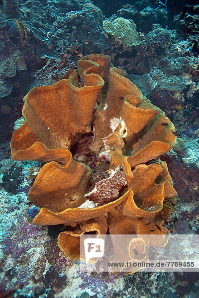 Large Elephant Ear Sponge (Ianthella basta) in a coral reef
