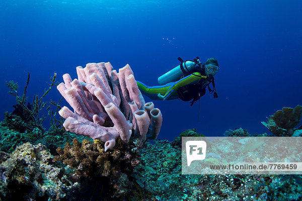 Scuba diver looking at a Tube Sponge (Niphates olemda)