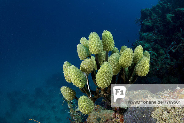 Lollipop Tunicate  Lollipop Coral or Blue Palm Coral (Nephtheis fascicularis) in a coral reef