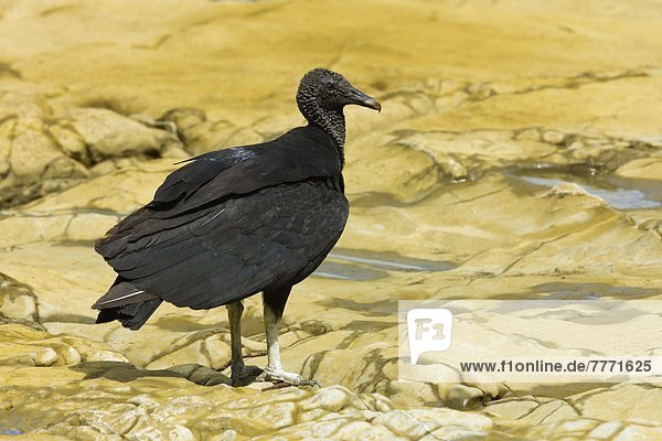 'South American black vulture  a common scavenger  at a river mouth
