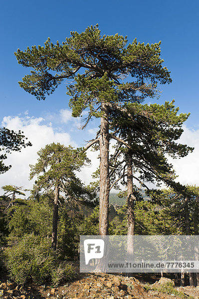 Mountain forest  European Black Pines or Taurian Pines (Pinus nigra ssp. Pallasiana)  Artemis hiking trail