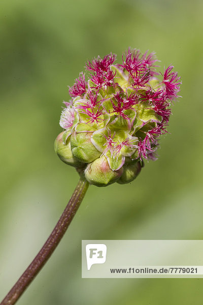 Kleiner Wiesenknopf (Sanguisorba minor)  Blütenstand im Detail