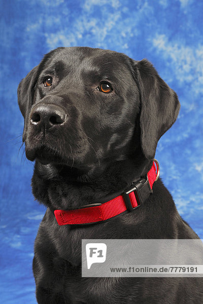 Schwarzer Labrador Retriever  Rüde  Portrait