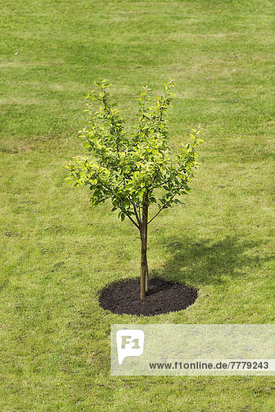 Single tree planted on a lawn