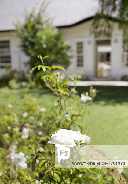 Nahaufnahme von weißen Blumen im Hinterhof