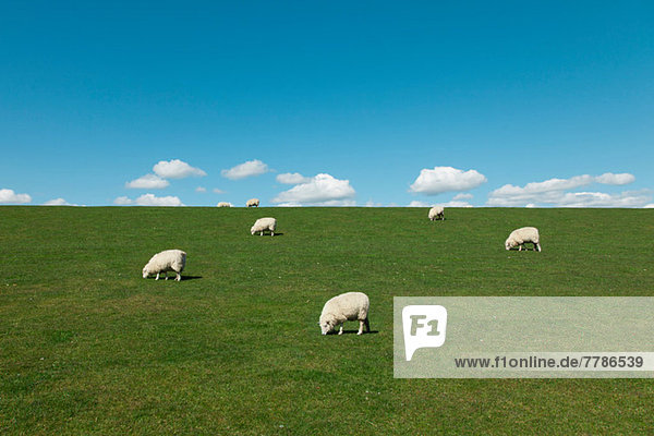 Schafe im Feld