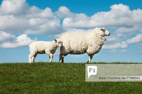 Two sheep in field