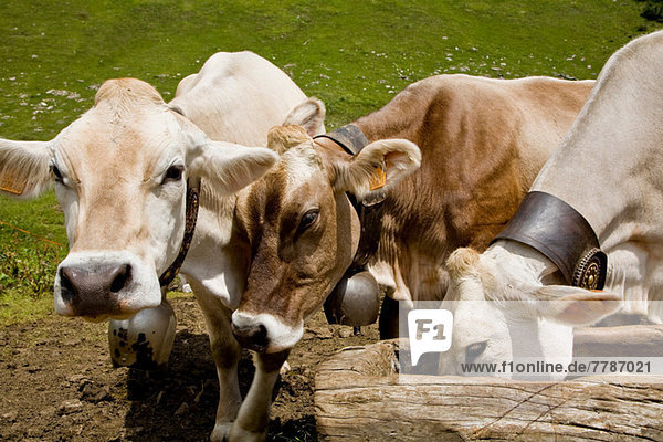 Drei Kühe beim Füttern aus dem Trog