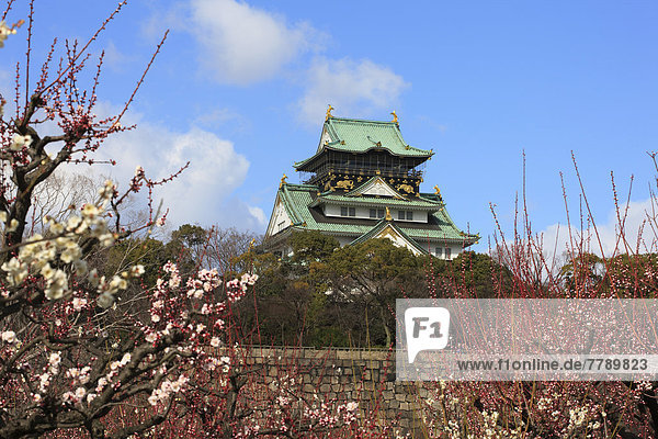 Palast  Schloß  Schlösser  Baum  Blüte  Pflaume  Osaka