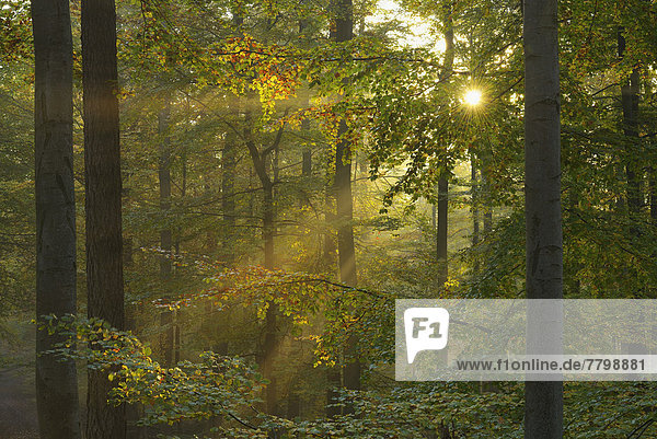 Sonnenstrahl  Morgen  Dunst  Wald  Herbst  Buche  Buchen  Bayern  Deutschland