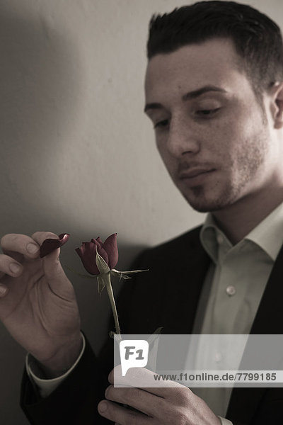 Portrait of Young Man Plucking Petals from Red Rose  Studio Shot