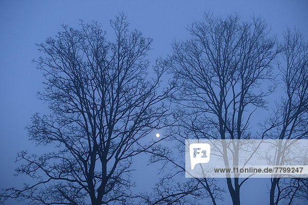 Winter  Baum  Ast  Mond  nackt  Bayern  Deutschland  Oberpfalz