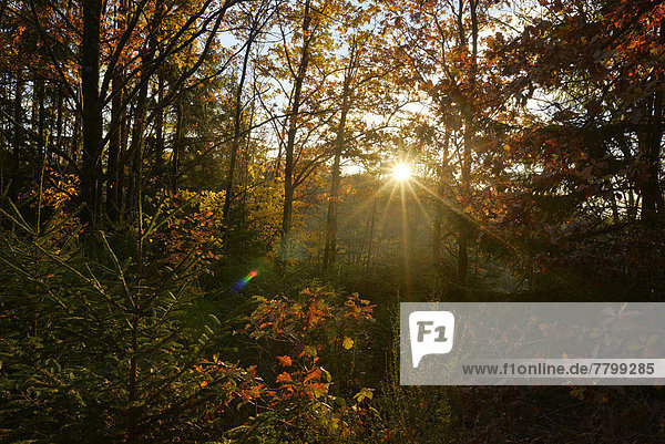 europäisch  Wald  Herbst  Sonnenlicht  Buche  Buchen  Bayern  Deutschland  Sonne  Oberpfalz