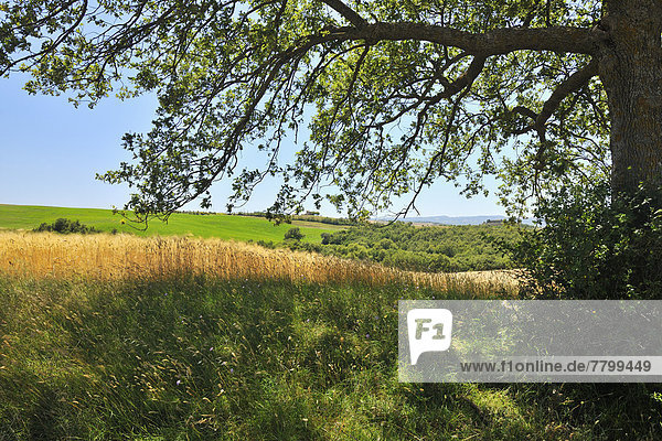 Sommer Baum Schatten Eiche Italien Pienza Toskana Val d'Orcia