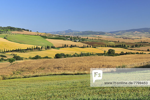 Ländliches Motiv  ländliche Motive  Sommer  Hügel  Agrarland  Italien  Pienza  Toskana  Val d'Orcia