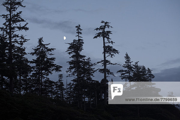 Strand  Baum  Mond  Tofino  British Columbia  britisch  Kanada