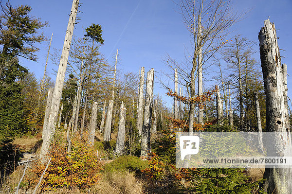 Landscape of dead trees fallen by bark beetles in autumn in the Bavarian forest  Bavaria  Germany.