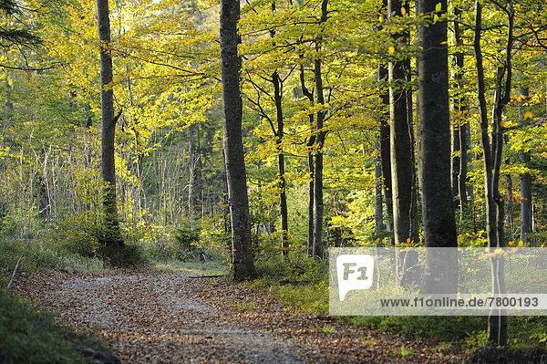 europäisch  Landschaft  Wald  früh  Herbst  Buche  Buchen  Bayern  Deutschland