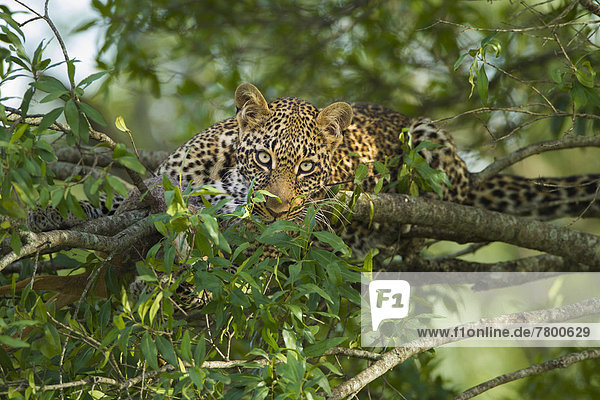 Raubkatze  Leopard  Panthera pardus  Portrait  Baum  Masai Mara National Reserve  Kenia