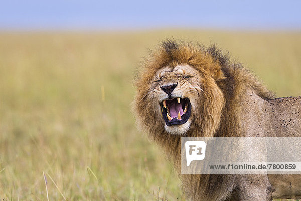 zeigen  Raubkatze  Löwe  Panthera leo  groß  großes  großer  große  großen  Verhalten  Flehmen  Masai Mara National Reserve  Kenia  Löwe - Sternzeichen