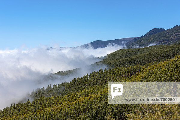 Wolkenverhangener Wald im Parque Nacional de las Cañadas del Teide  Nationalpark Teide  UNESCO Weltnaturerbe
