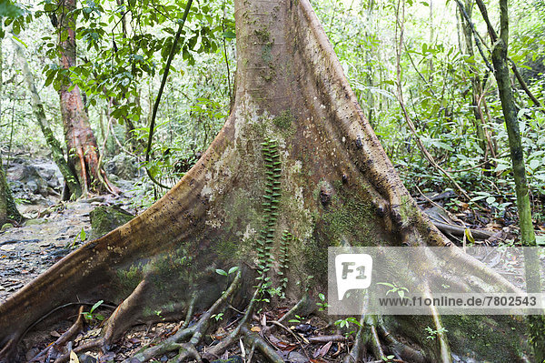 Urwald  Dschungel  Baumstam  Brettwurzel mit Kletterpflanze