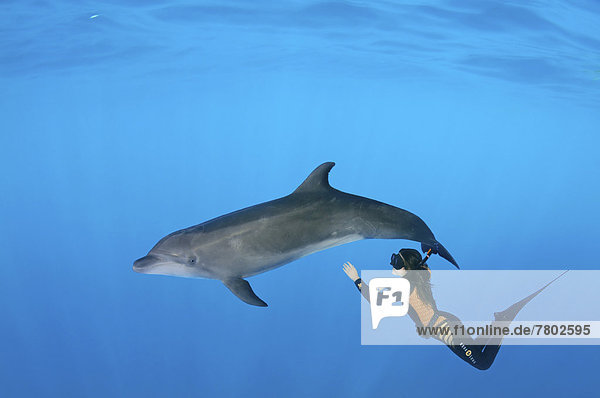 Freitaucher mit einem Großen Tümmler (Tursiops truncatus)