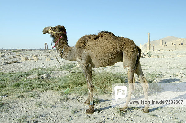 Camel (Camelus dromedarius) bei der antiken Stadt Palmyra