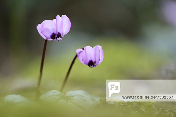 Blühende Frühlings-Alpenveilchen (Cyclamen coum)