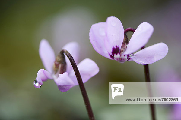 Blühende Frühlings-Alpenveilchen (Cyclamen coum)