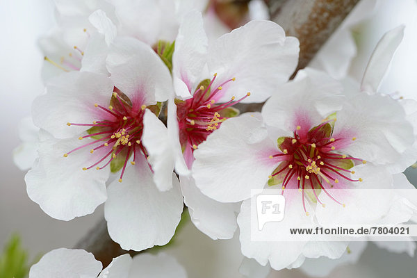 Blossoms of an Almond tree (Prunus dulcis)