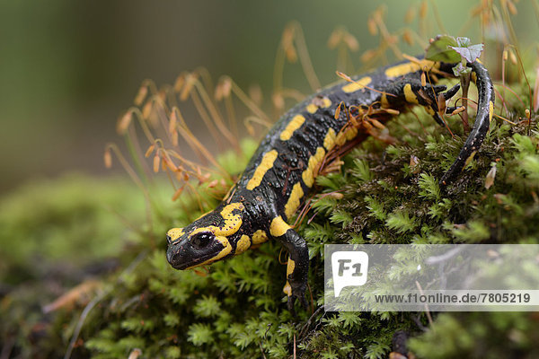Fire Salamander (Salamandra salamandra)  adult  on moss