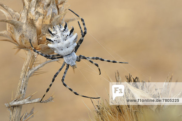 Orb Web Spider (Argiope lobata)  adult female