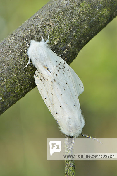 Pairing of two White Ermine Moths (Spilosoma lubricipeda) while sitting on a branch