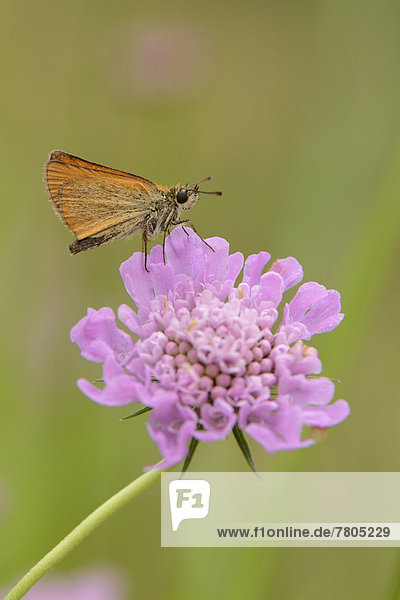 Essex Skipper or European Skipper (Thymelicus lineola) on the inflorescence of a Dove Pincushion Flower (Scabiosa columbaria)