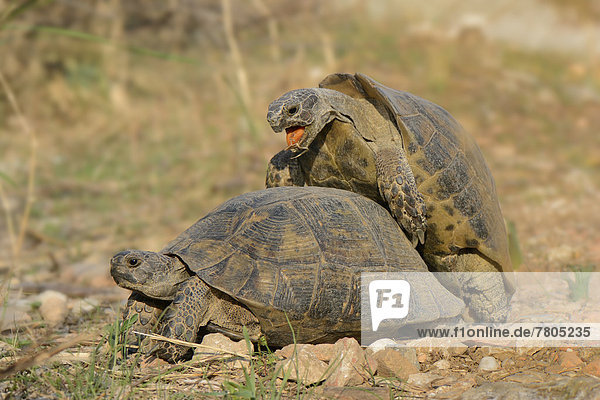 Paarung zweier Maurischer Landschildkröten (Testudo graeca)