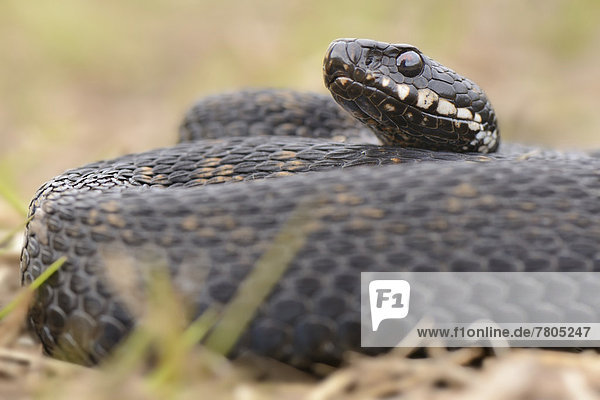 Common European Adder or Common European Viper (Vipera berus)  male  lying curled up in dry grass