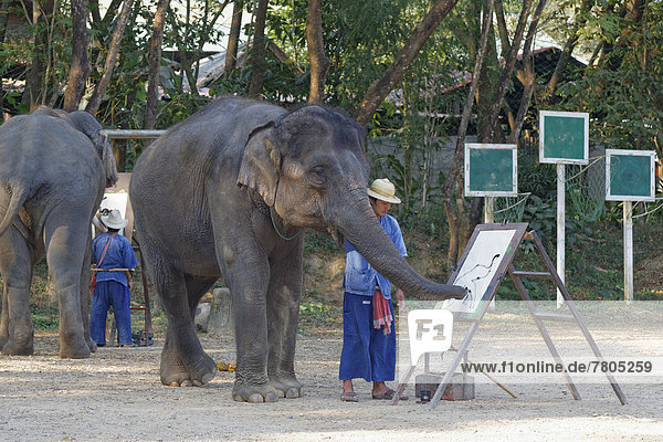 Asian Elephant (Elephas maximus) painting  elephant show at Mae Taeng Elephant Camp