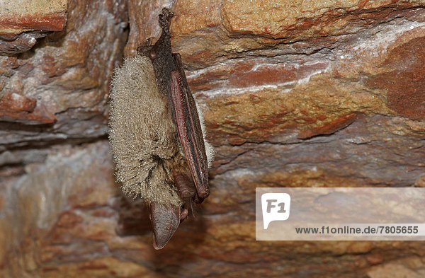 Bechsteinfledermaus (Myotis bechsteinii) im Winterschlaf