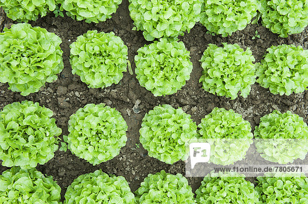 Salate (Lactuca sativa) im Erwerbsanbau