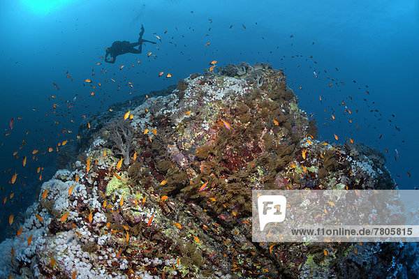 Taucher taucht über einen Riffrücken mit Korallen und Fischen