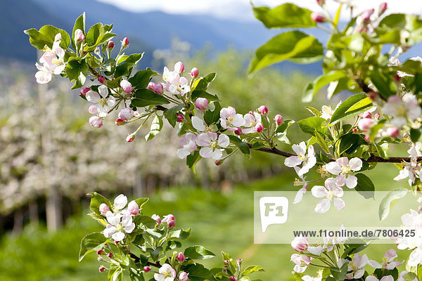Apfelblüte in Apfelbaumplantage